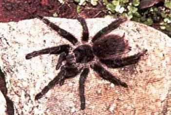 Aranha Caranguejeira, Acanthoscurria Gomesiana