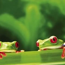 As Duas Rãs, Lute Sempre! As Duas Rãs, Lute Sempre!