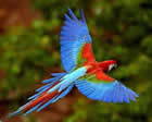 Arara Azul Arara Azul