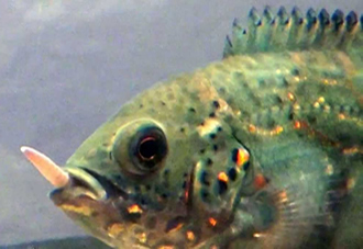 O Peixe e a Minhoca O Peixe e a Minhoca